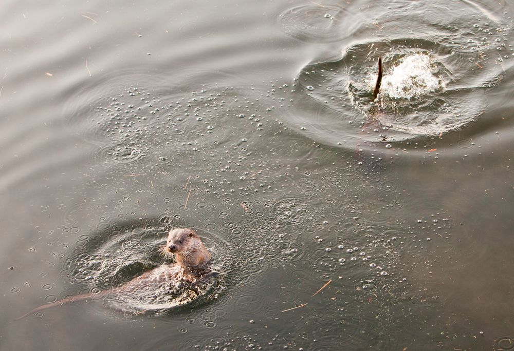 Europese otter in de Lake District in het Verenigd Koninkrijk
© WWF Global warming Images
